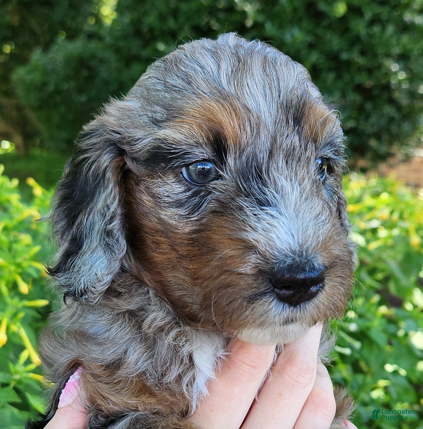 Mini Aussiedoodle dogs Misty - Female - Blue Merle - Ad 2