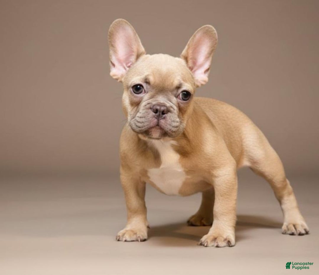 French Bulldog dogs for sale:  Puppy 2 - Ad 2