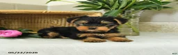 Yorkshire Terrier dogs for sale: Eddie - Ad 2