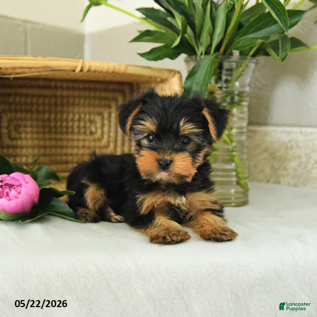 Yorkshire Terrier dogs for sale: Eddie - Ad 2
