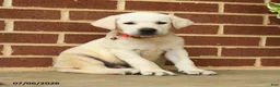 Labrador Retriever dogs for sale: Dustin - Ad 5