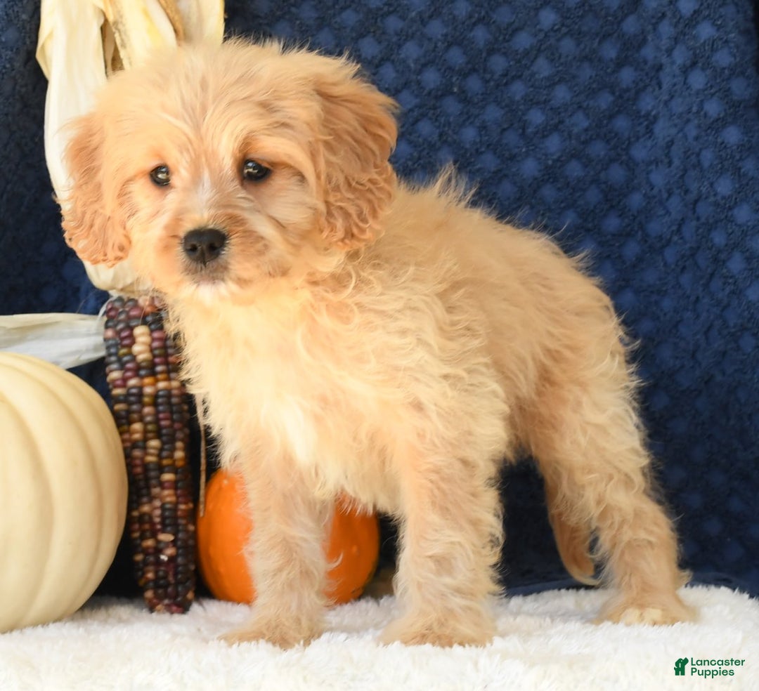 Cavapoo dogs for sale: Shelly - Ad 4