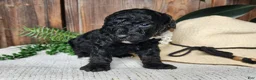 Mini Bernedoodle dogs for sale: Willow - Ad 1