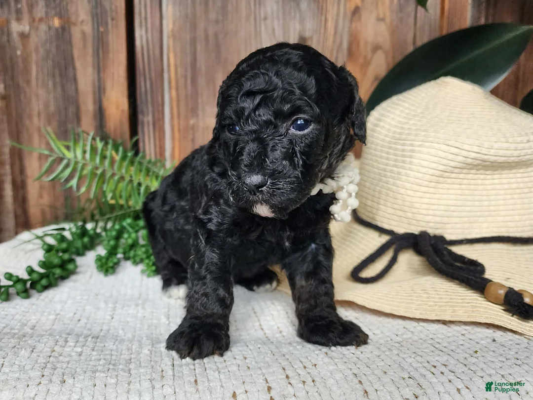 Mini Bernedoodle dogs for sale: Willow - Ad 1