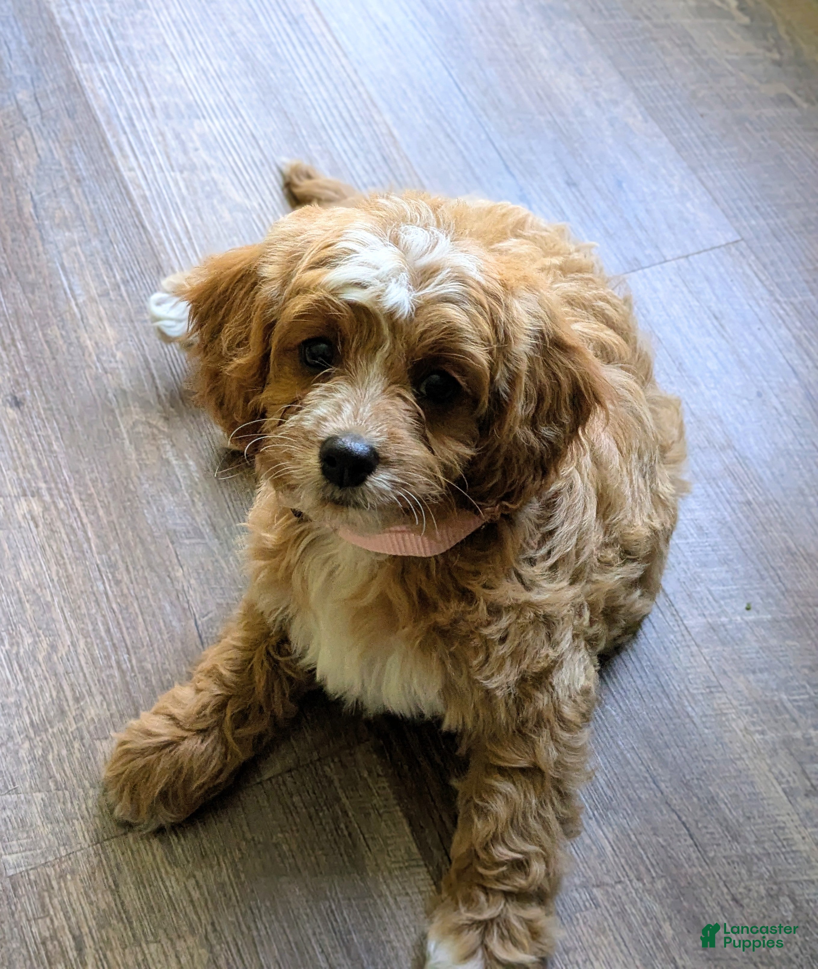 Cavapoo dogs Lily🩷 - Ad 1