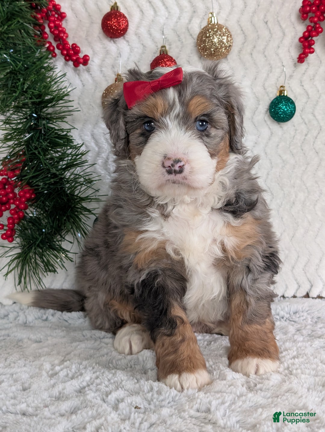 Mini Bernedoodle dogs for sale: Mini Niko  - Ad 26