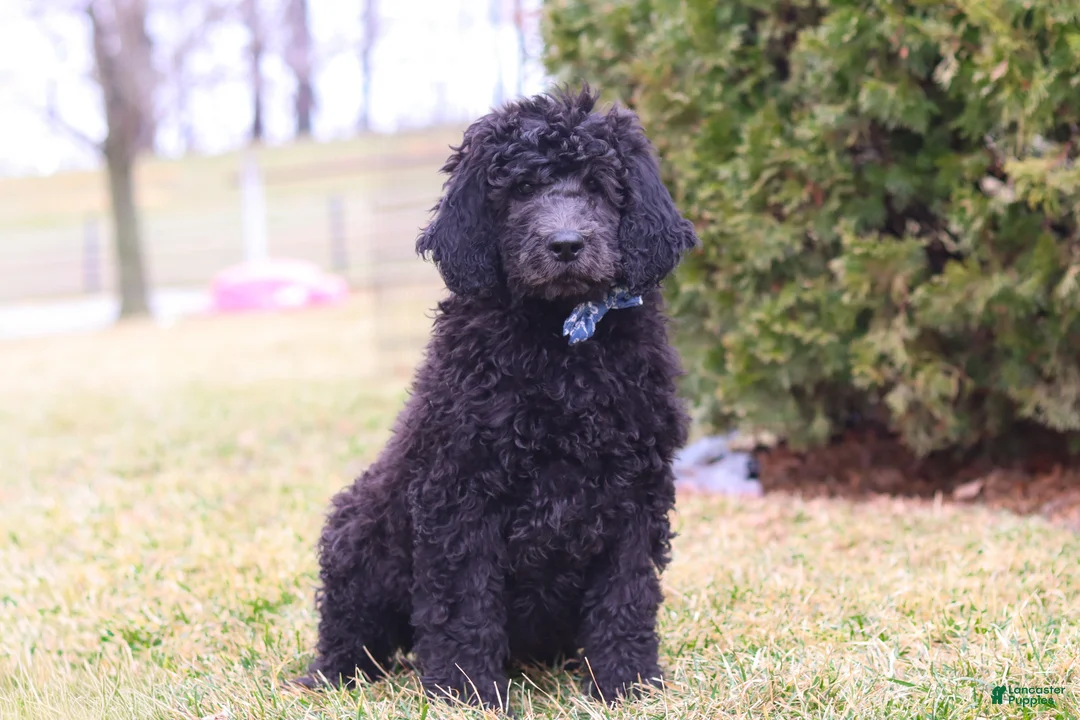 Newfypoo dogs for sale: Brady - Ad 1