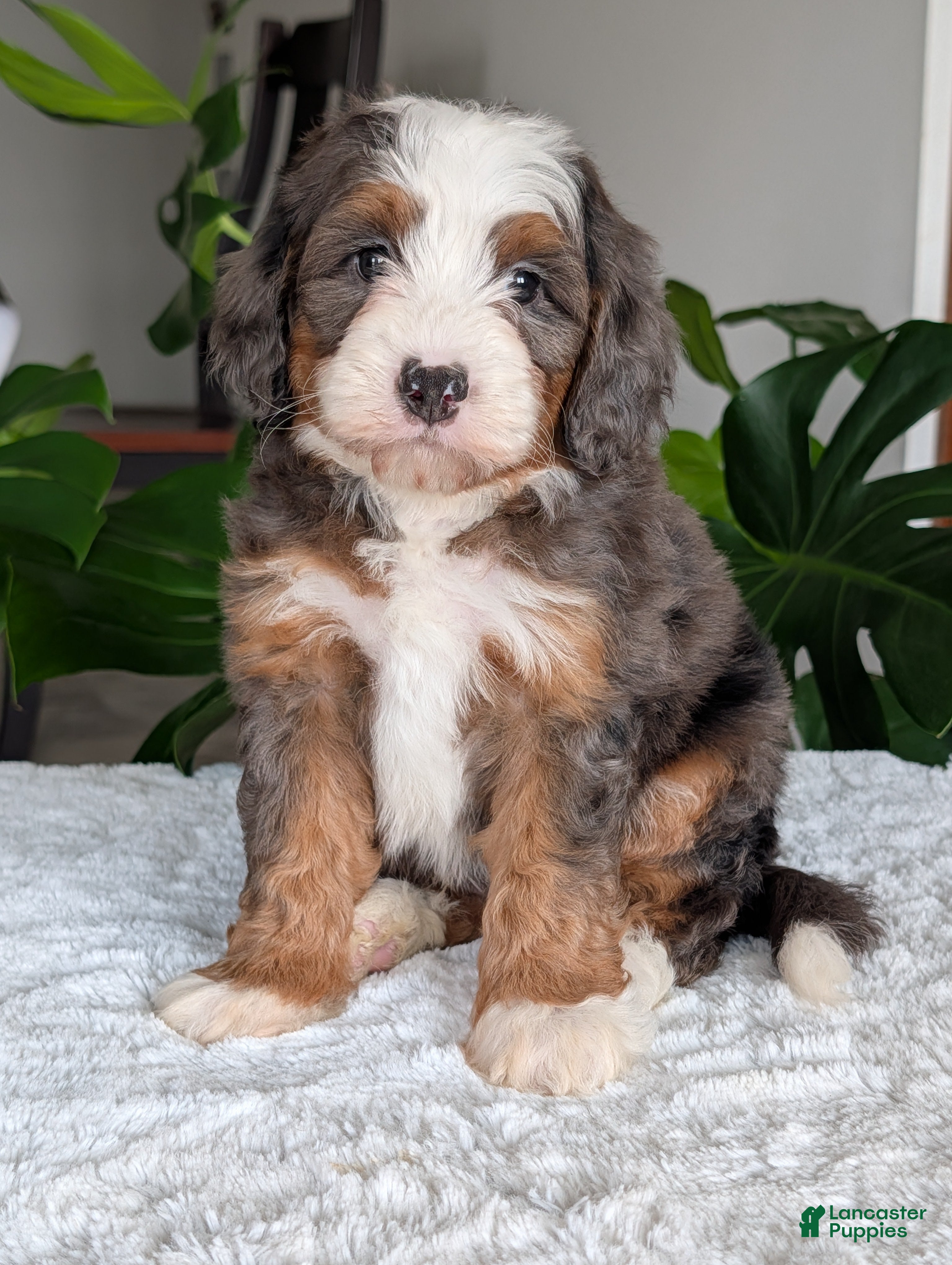 Mini Bernedoodle dogs Mini Louie  - Ad 1
