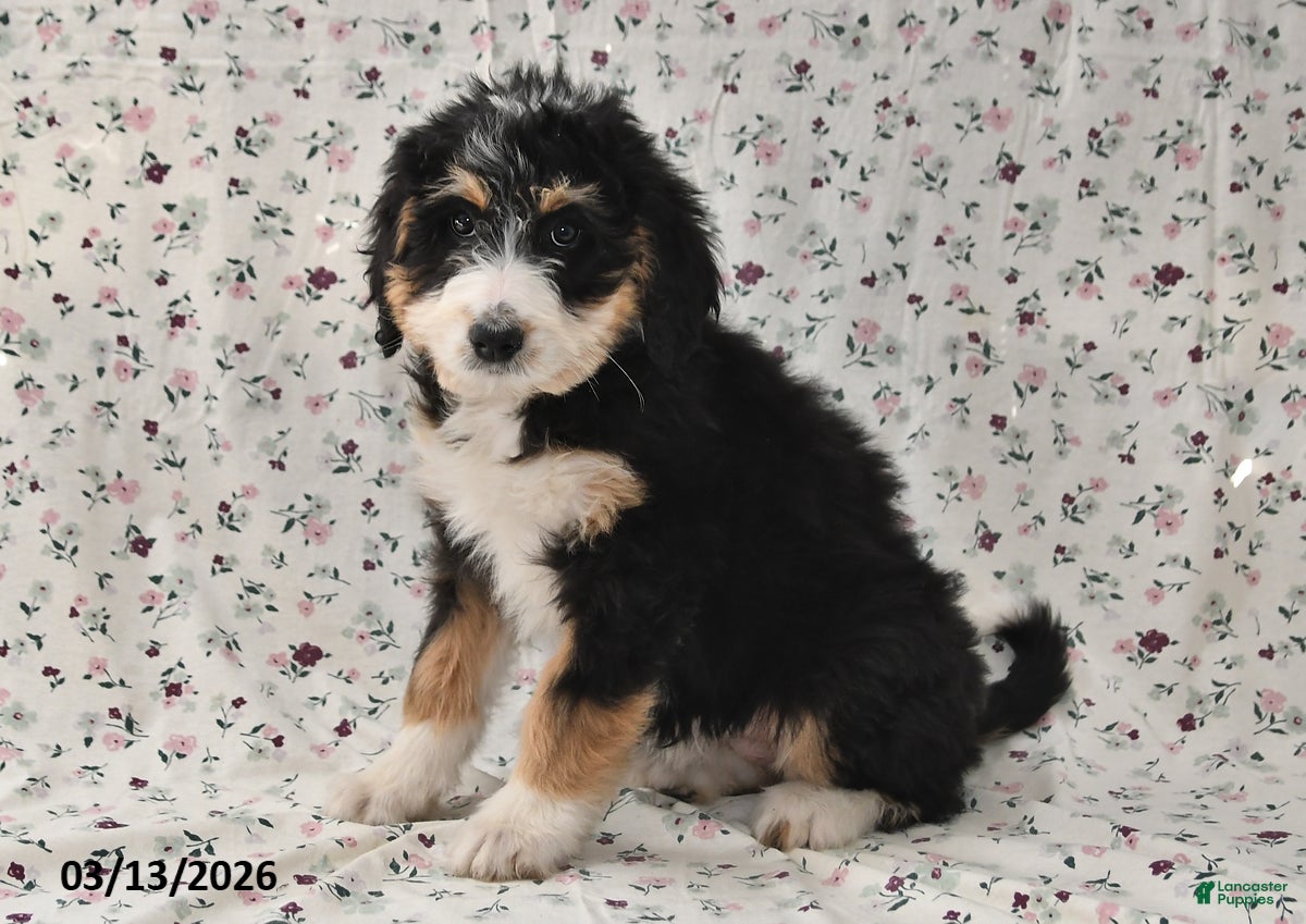Bernedoodle dogs Sally - Ad 2