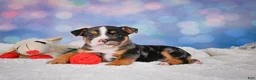 English Bulldog dogs for sale: Mia - Ad 10