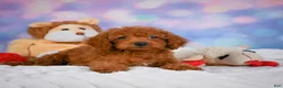 Cavapoo dogs for sale: Daisy - Ad 8
