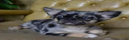 Mixed Breed dogs for sale: Ruby blue eyes merle - Ad 10