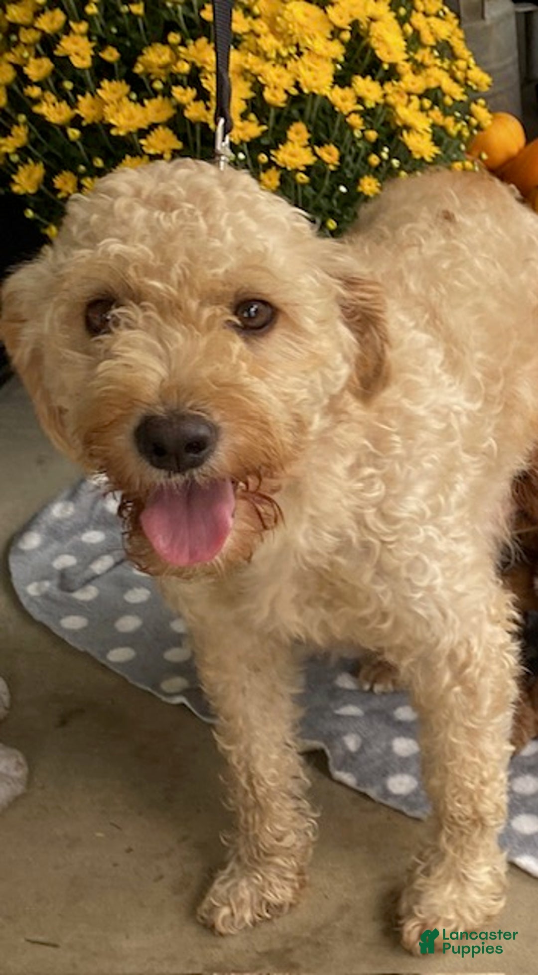 Mini Goldendoodle dogs for sale: Kirby - Ad 5