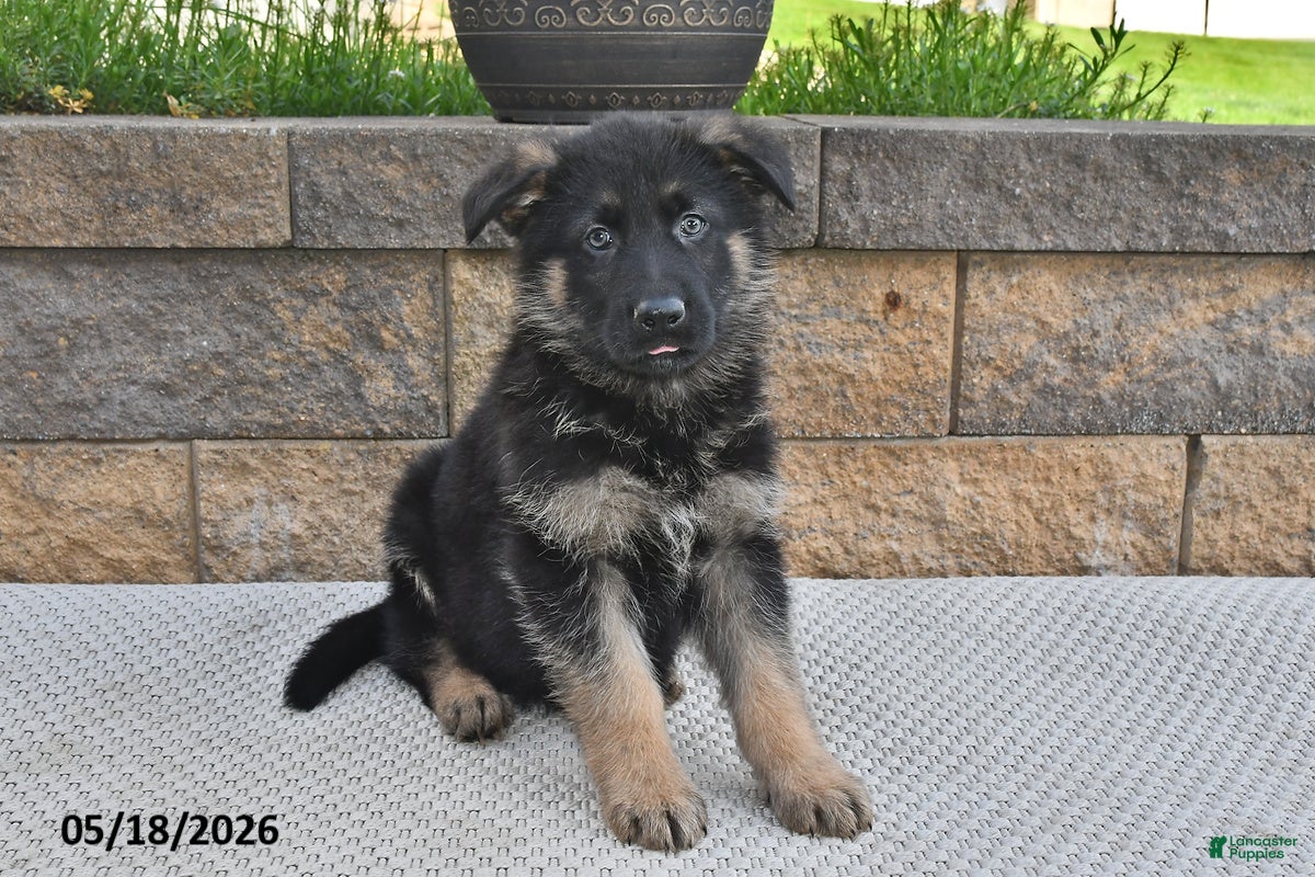 German Shepherd dogs Winston - Ad 2