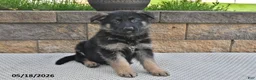 German Shepherd dogs for sale: Winston - Ad 2