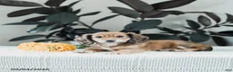Miniature Dachshund dogs for sale: Broden - Ad 4