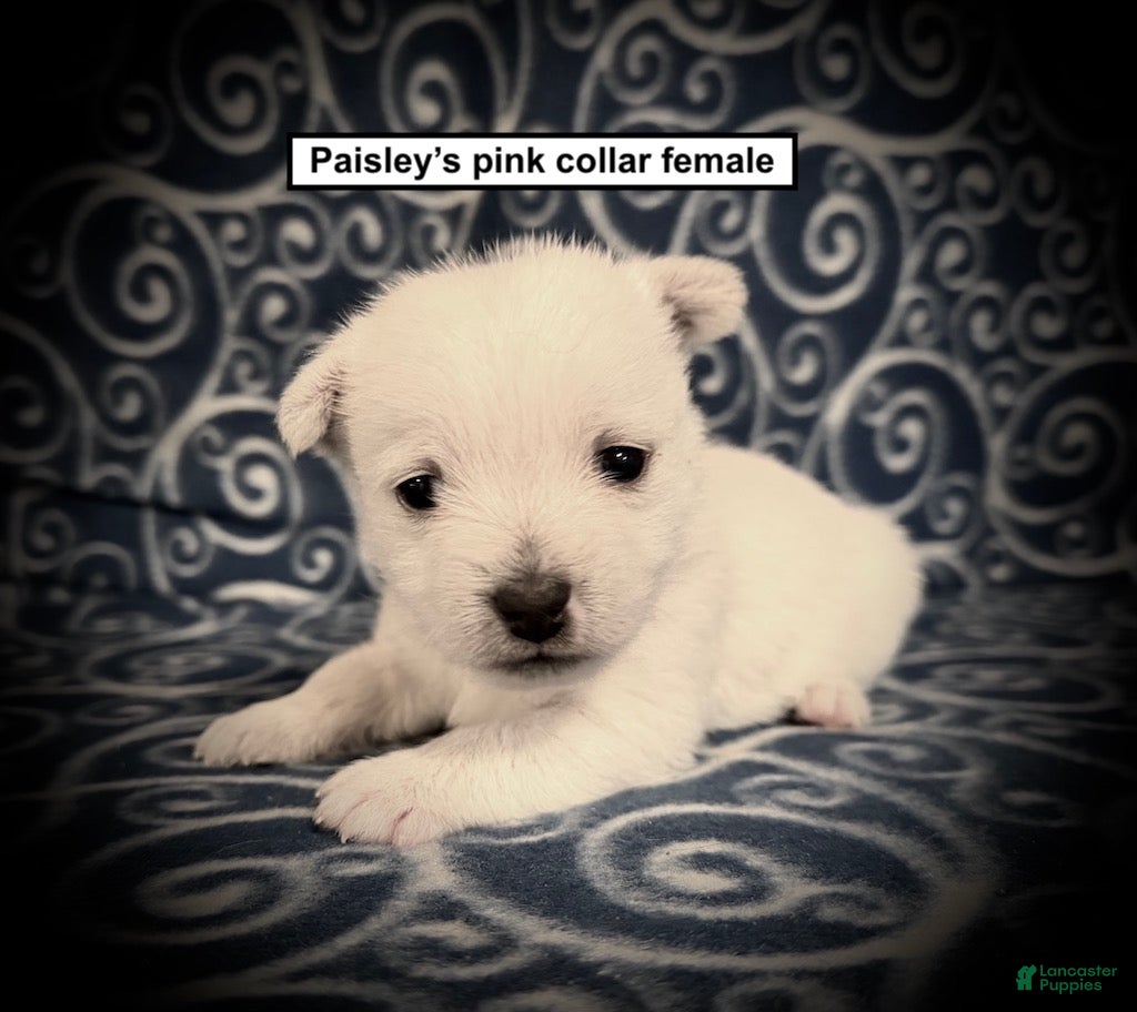West Highland Terrier dogs AKC Paisley's Pink Collar Female - Ad 14