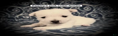 AKC Paisley's Pink Collar Female