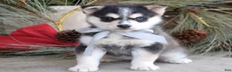 Pomsky dogs for sale: Skye - Ad 2