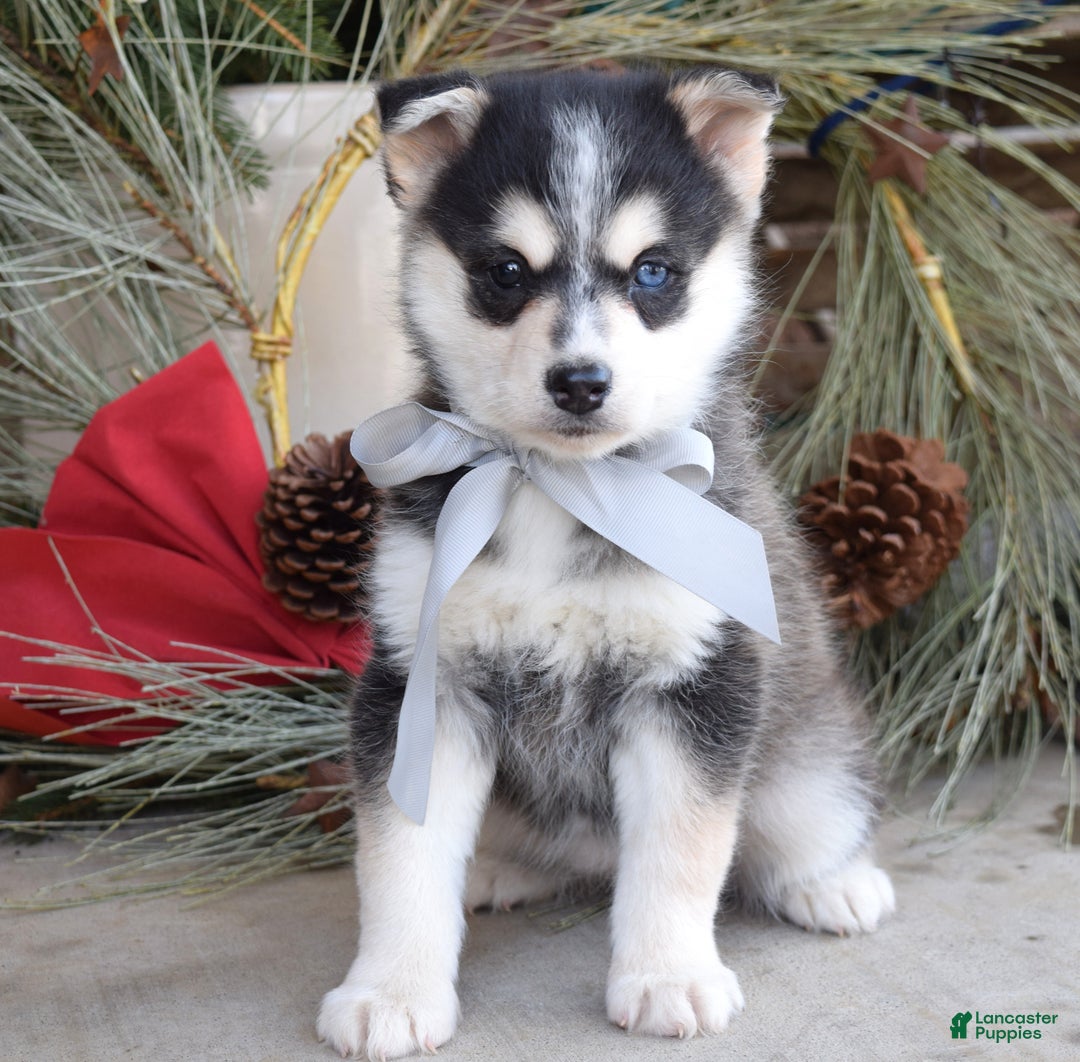 Pomsky dogs for sale: Skye - Ad 2
