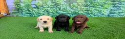 Labrador Retriever dogs for sale: Daisy - Ad 7