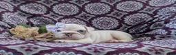 English Bulldog dogs for sale: Tyna - Ad 4