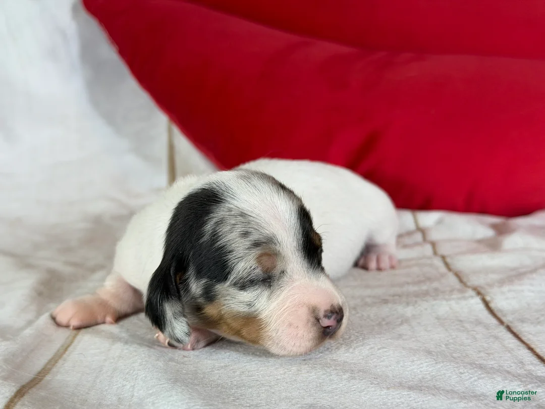 Miniature Dachshund dogs for sale: AKC SH Flossie DNA OFA - Ad 4