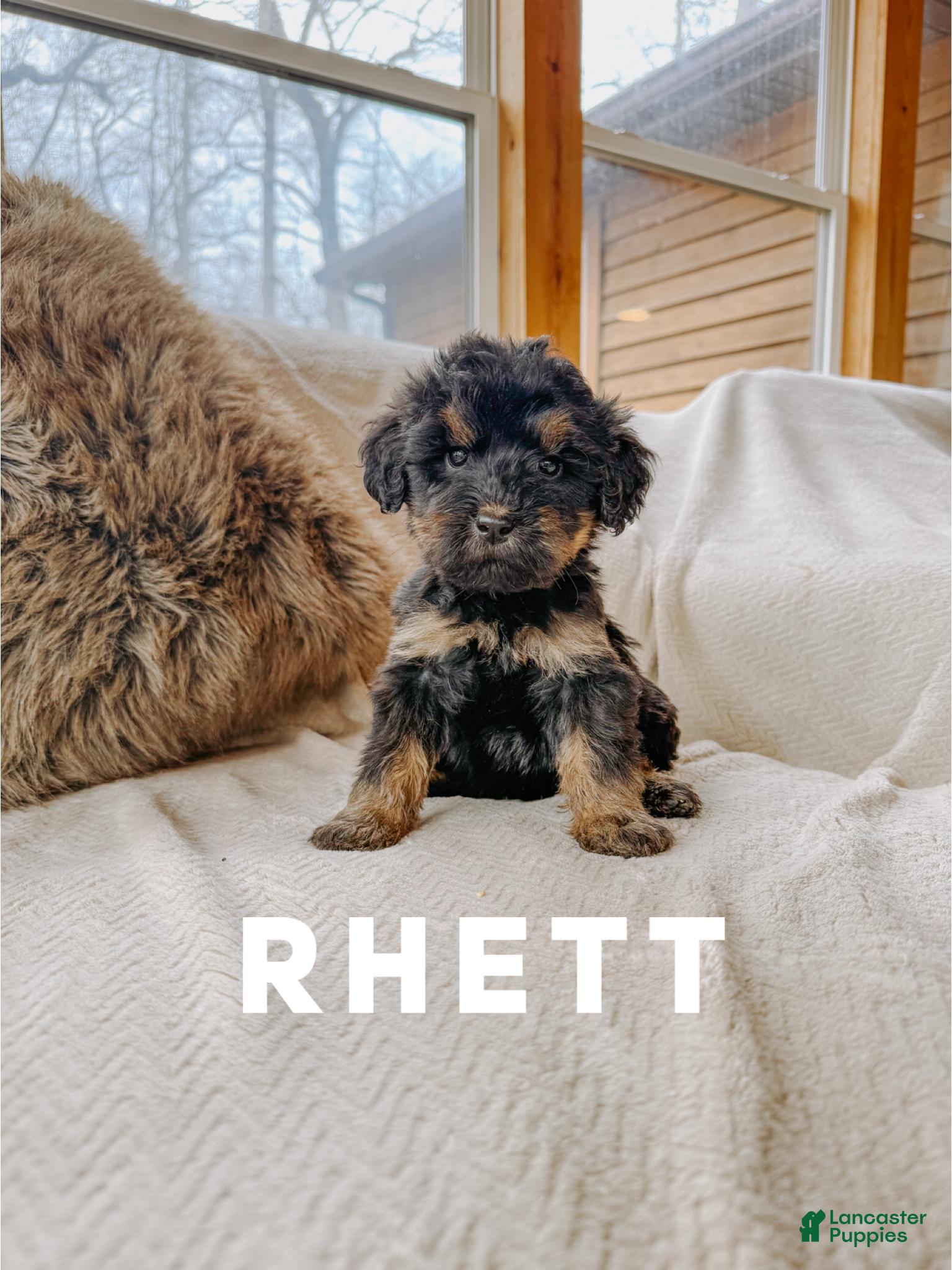 Goldendoodle dogs Rhett - Ad 29