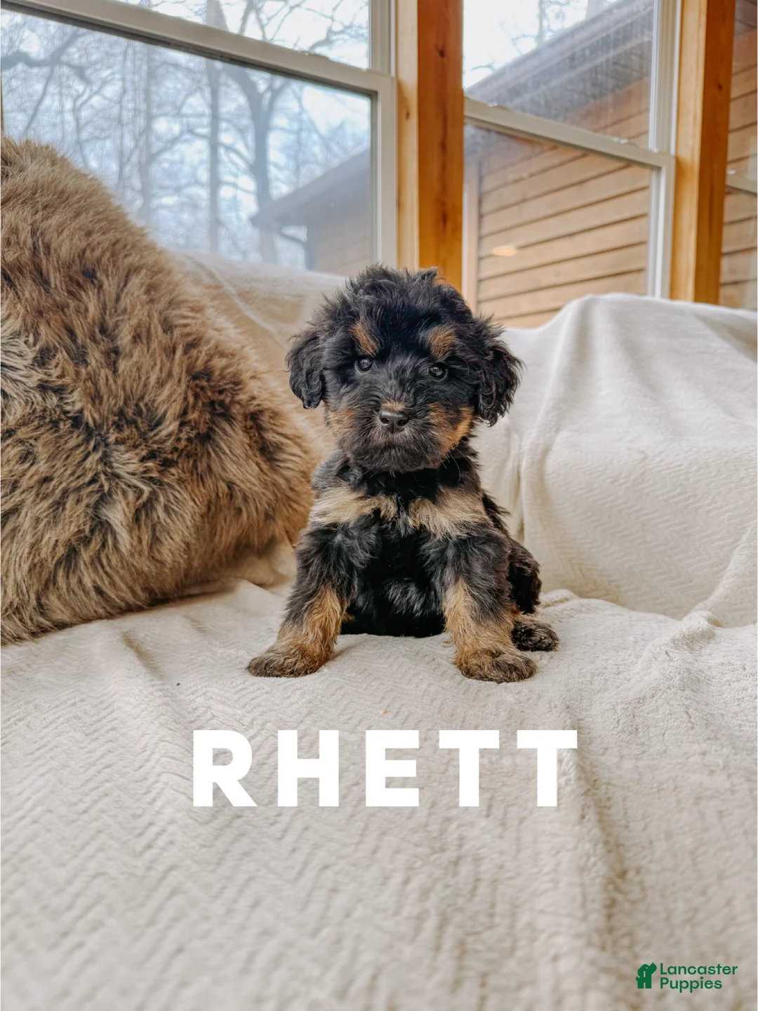 Goldendoodle dogs for sale: Rhett - Ad 1