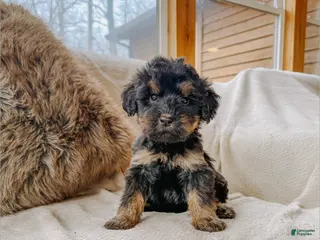 Goldendoodle dogs Rhett - Ad 29