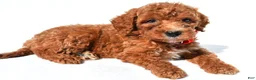 Standard Poodle dogs for sale: Alexander - Ad 4
