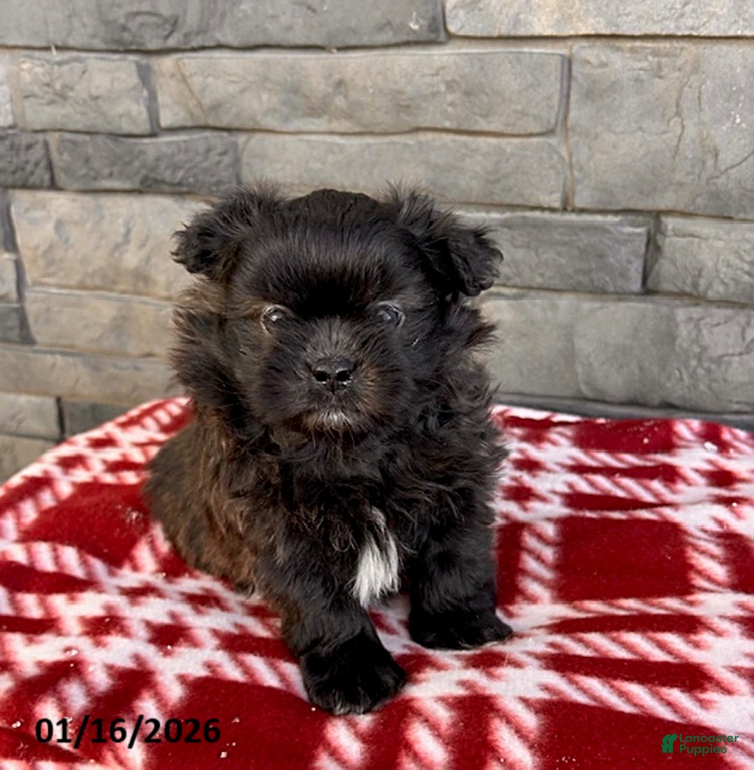 Mixed Breed dogs for sale: Teddy - Ad 1