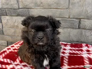 Mixed Breed dogs Teddy - Ad 32