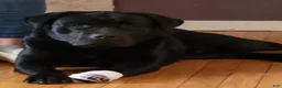 Labrador Retriever dogs for sale: Morgan  - Ad 13