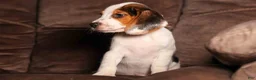 Beagle dogs for sale:  Dallas 🐾 - Ad 11