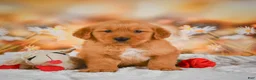 Golden Retriever dogs for sale: Cash - Ad 5