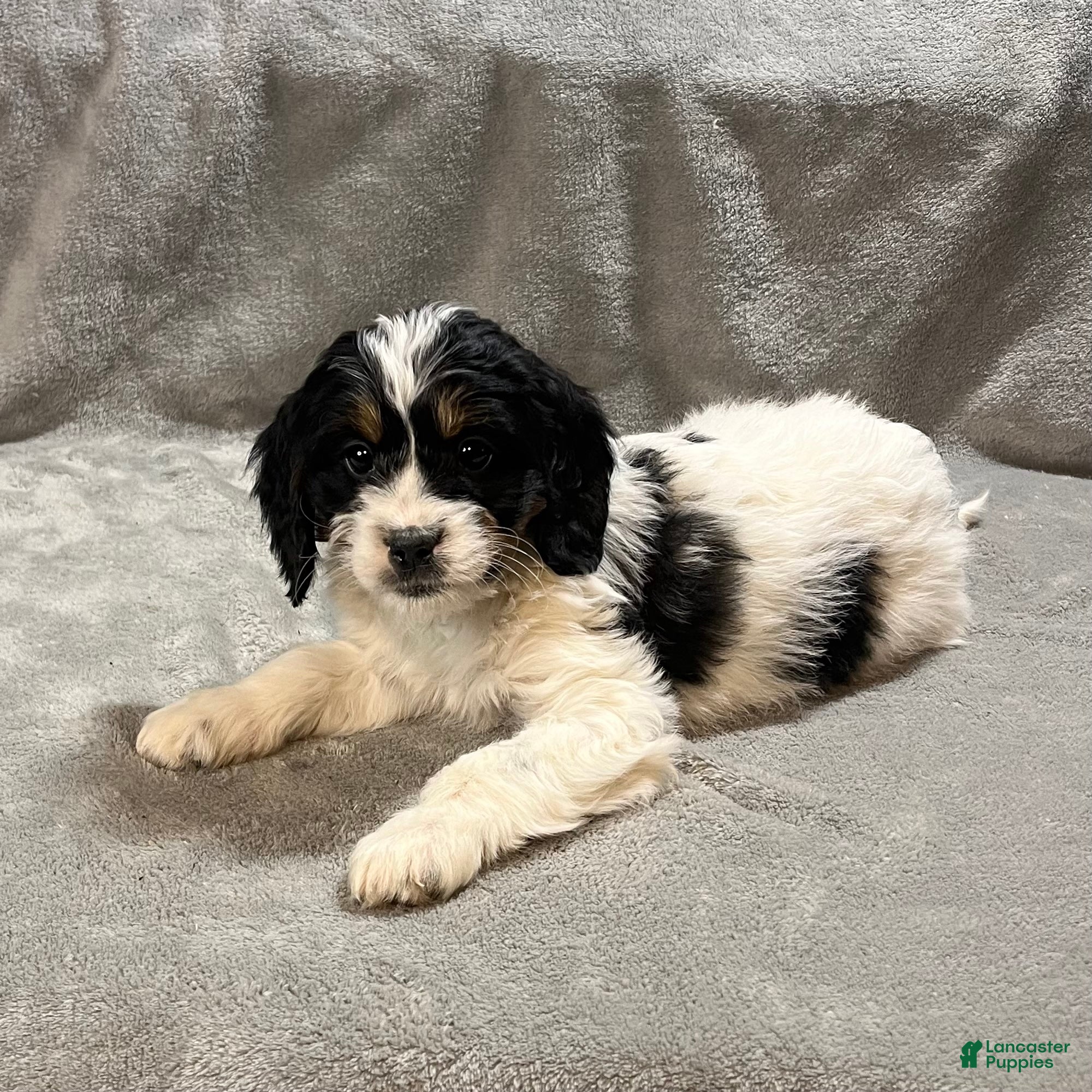 Bernedoodle dogs Gigi - Ad 11