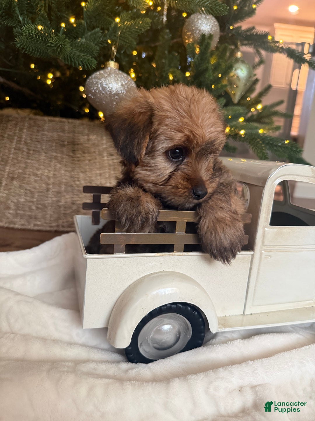 Mixed Breed dogs for sale: Teddy - Ad 3