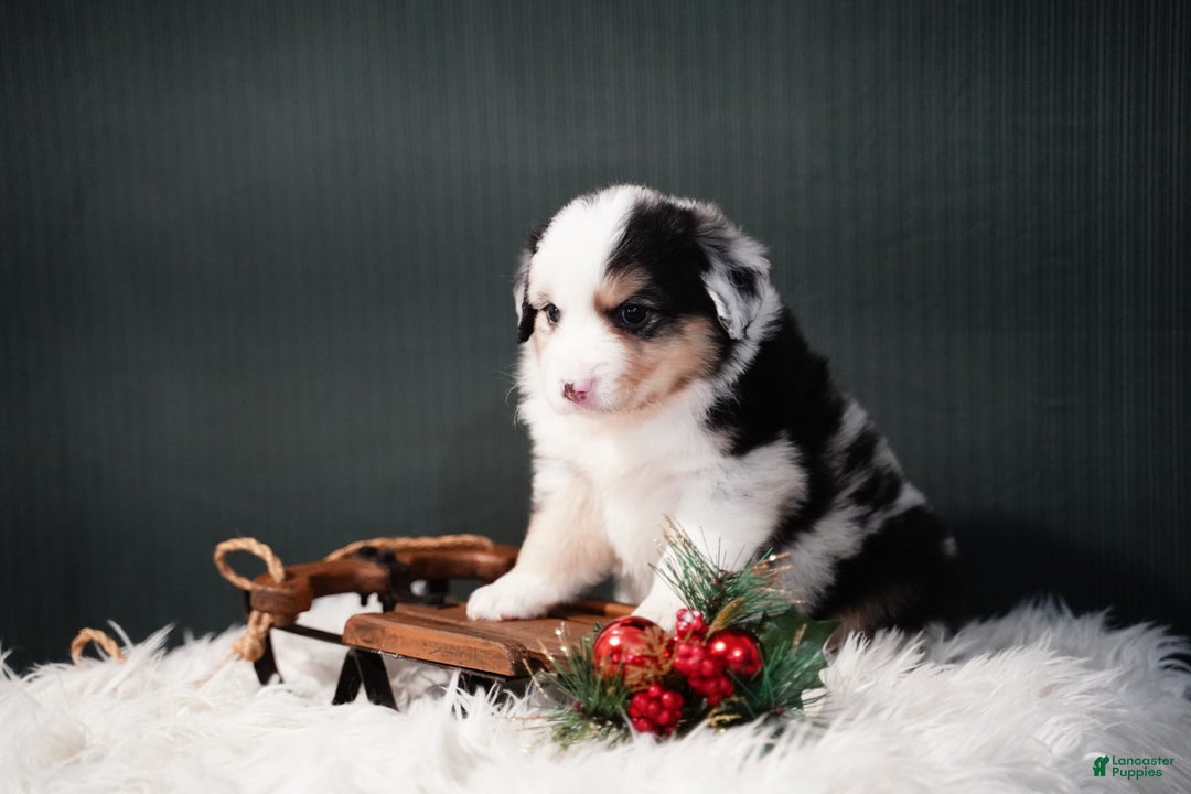 Miniature Australian Shepherd dogs for sale: Drew - Ad 3