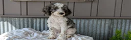 Cockapoo dogs for sale: Heath - Ad 7