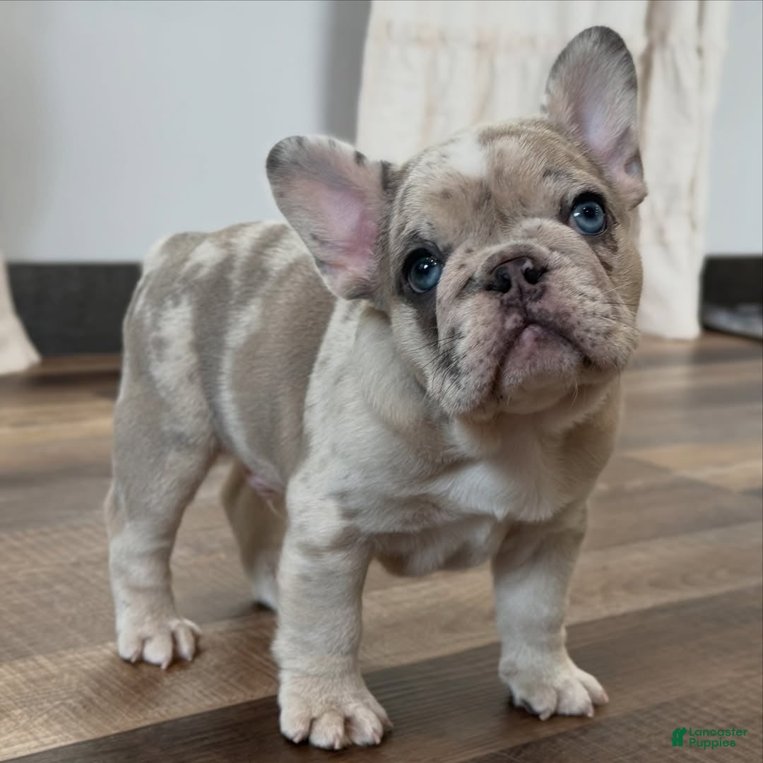 French Bulldog dogs for sale: French Bulldog 1 - Ad 15