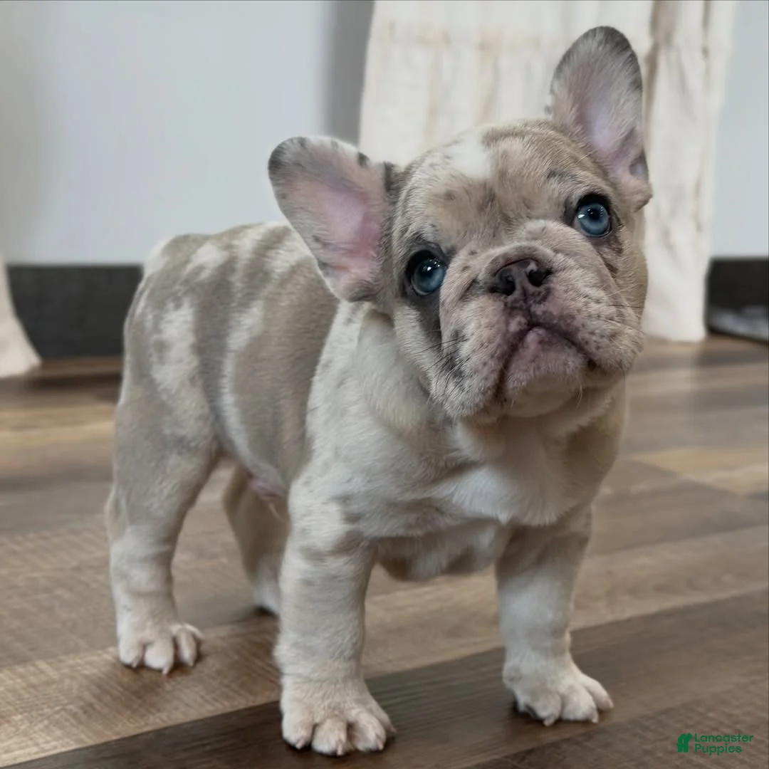 French Bulldog dogs for sale: French Bulldog 1 - Ad 1