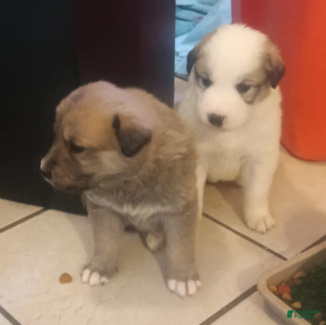 Mixed Breed dogs for sale: Possum Girl  - Ad 5