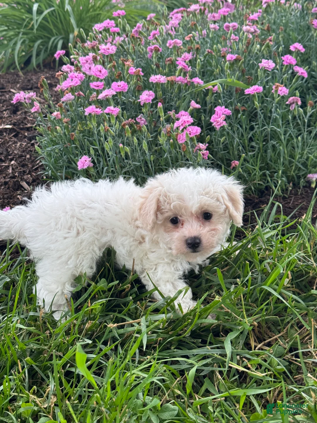 Bichpoo dogs for sale: Boots  - Ad 5