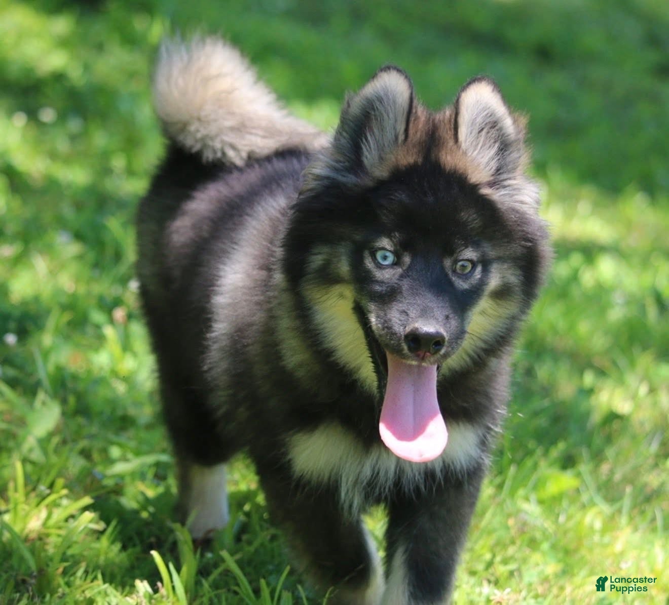 Pomsky dogs Chuckles  - Ad 1