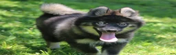 Pomsky dogs for sale: Chuckles  - Ad 1
