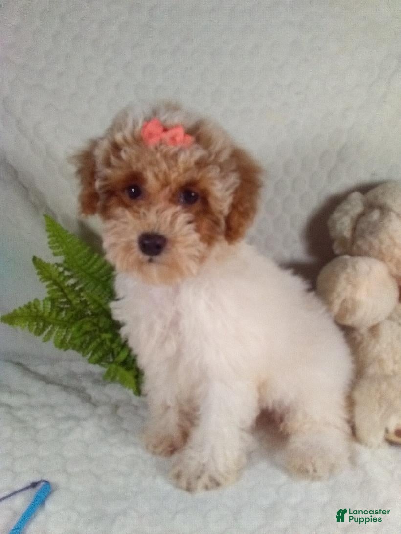 Bichpoo dogs for sale: Jackie  - Ad 1