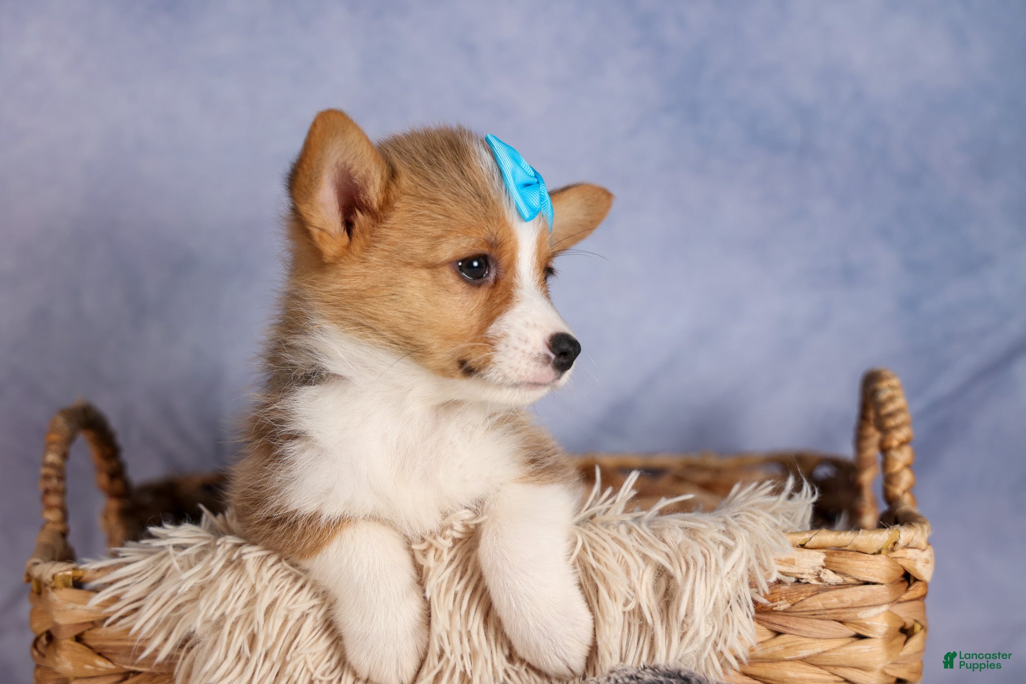 Welsh Corgi Pembroke dogs Benji💙 - Ad 2