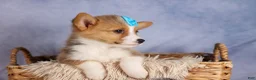 Welsh Corgi Pembroke dogs for sale: Benji🐾💙 - Ad 12