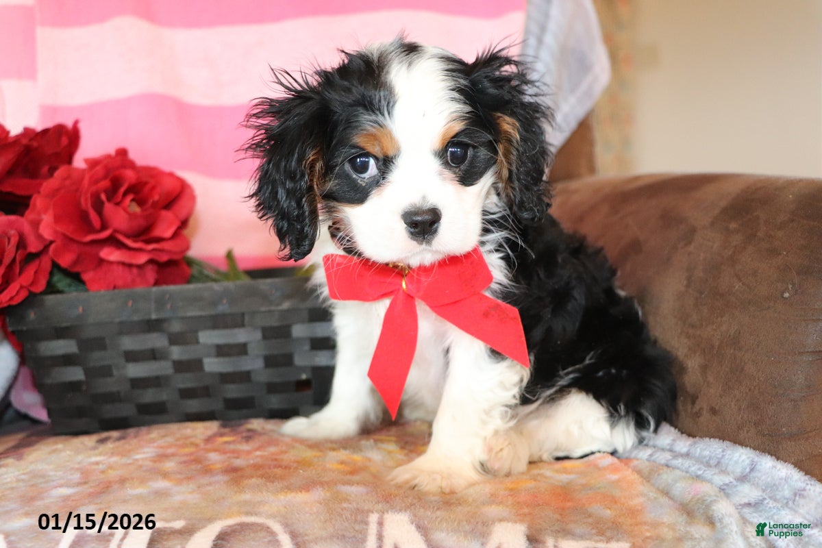 Cavalier King Charles Spaniel dogs Captain - Ad 9